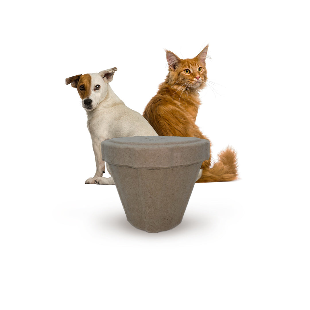 B Remembered - Plantable Pet Urn - BOX