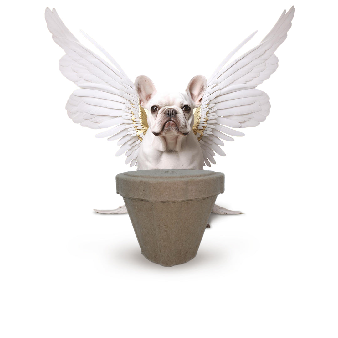 B Remembered - Plantable Pet Urn